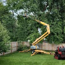 Reliable Dove Valley, CO Tree Services Solutions