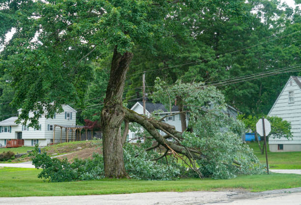 How Our Tree Care Process Works  in Dove Valley, CO